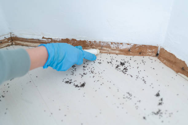 Reliable Logan, WV Pest Control Solutions
